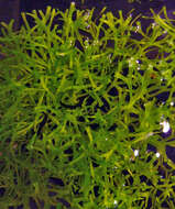 Sivun Ricciaceae kuva