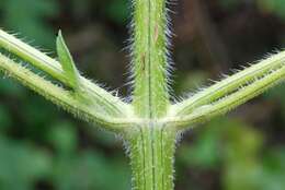 Image of ragweed