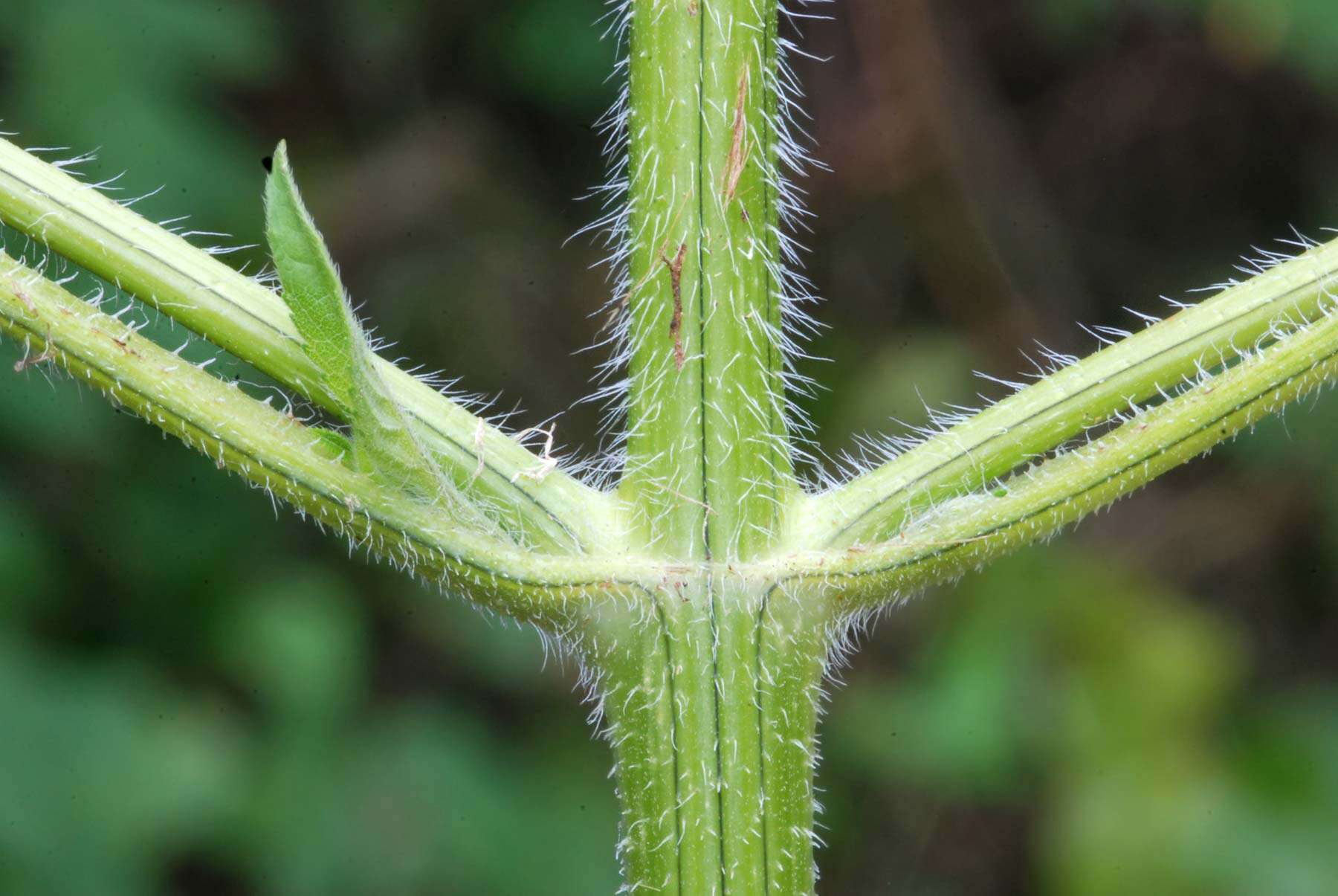 Image of great ragweed