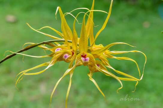 صورة Bulbophyllum virescens J. J. Sm.