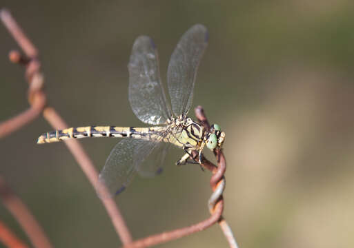 Image of Green-eyed Hooktail