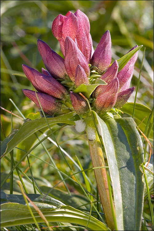 Image de Gentiana pannonica Scop.