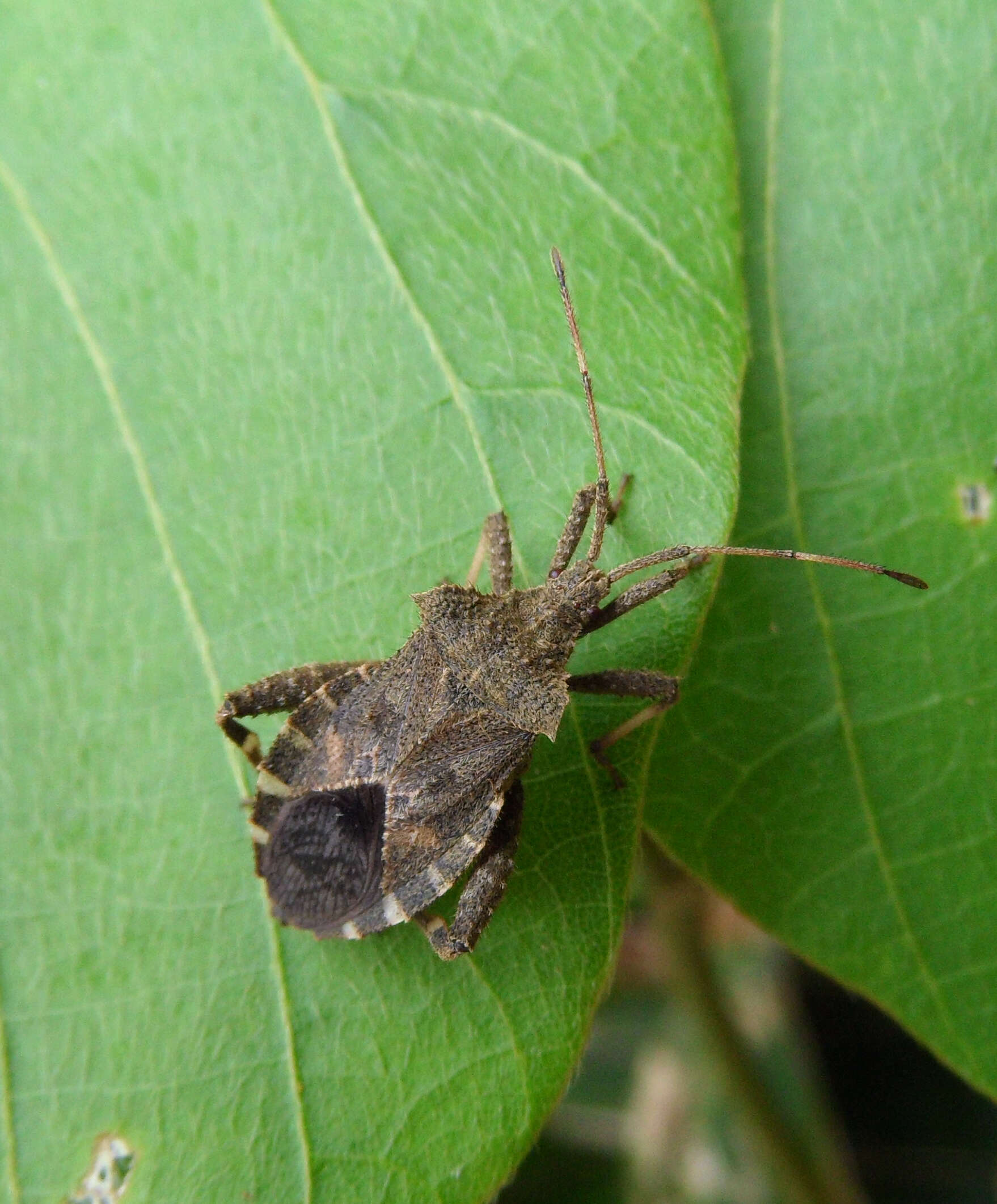 صورة Acanthocoris sordidus (Thunberg 1783)