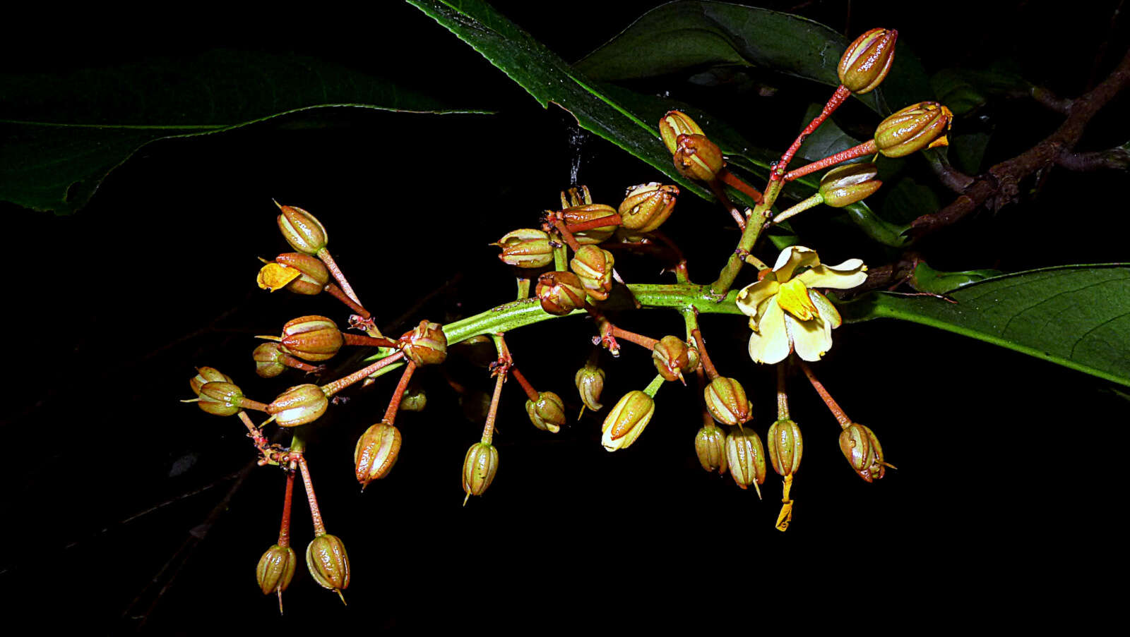 صورة Ouratea gigantophylla (Erhard) Engl.