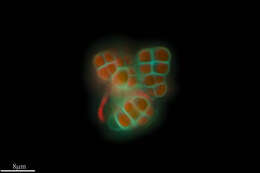 Image of Cyanophycota