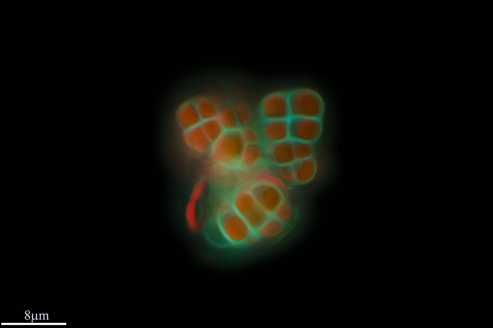 Image of Cyanophycota