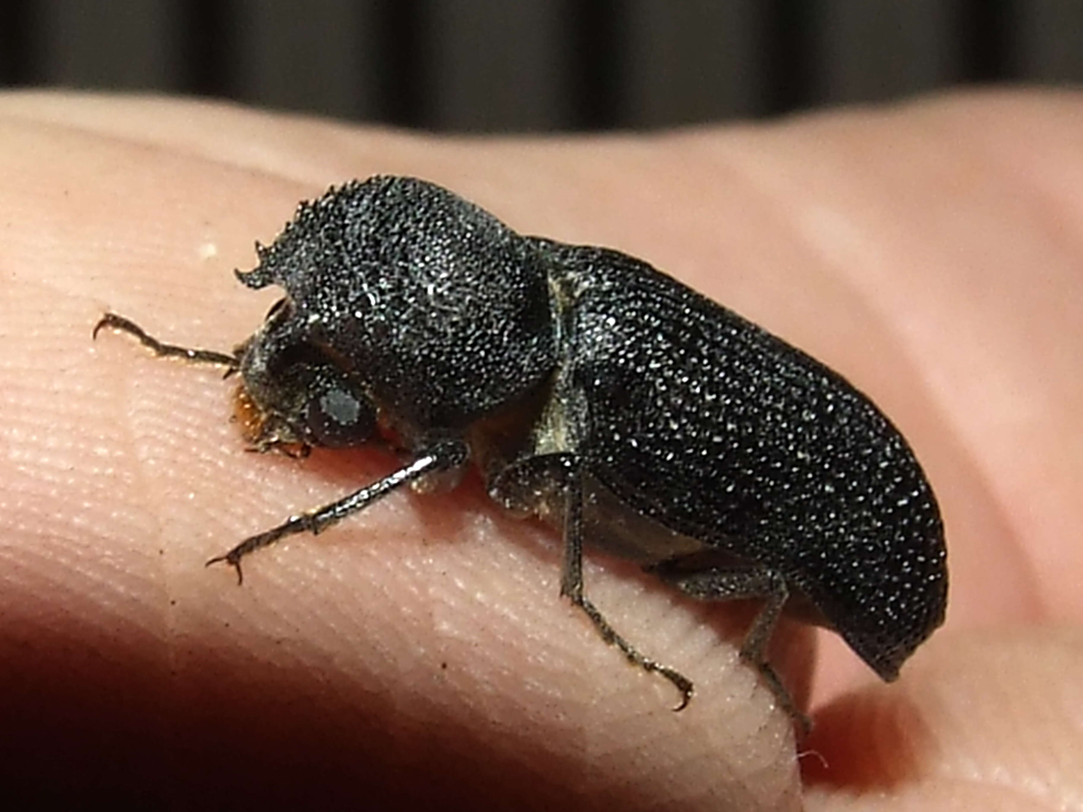 Image of horned powderpost beetles