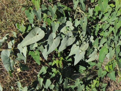 Image of swallow-worts: Louise's swallow-wort; European swallow-wort