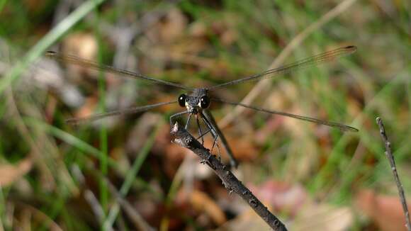 Image of Austroargiolestes icteromelas (Selys 1862)