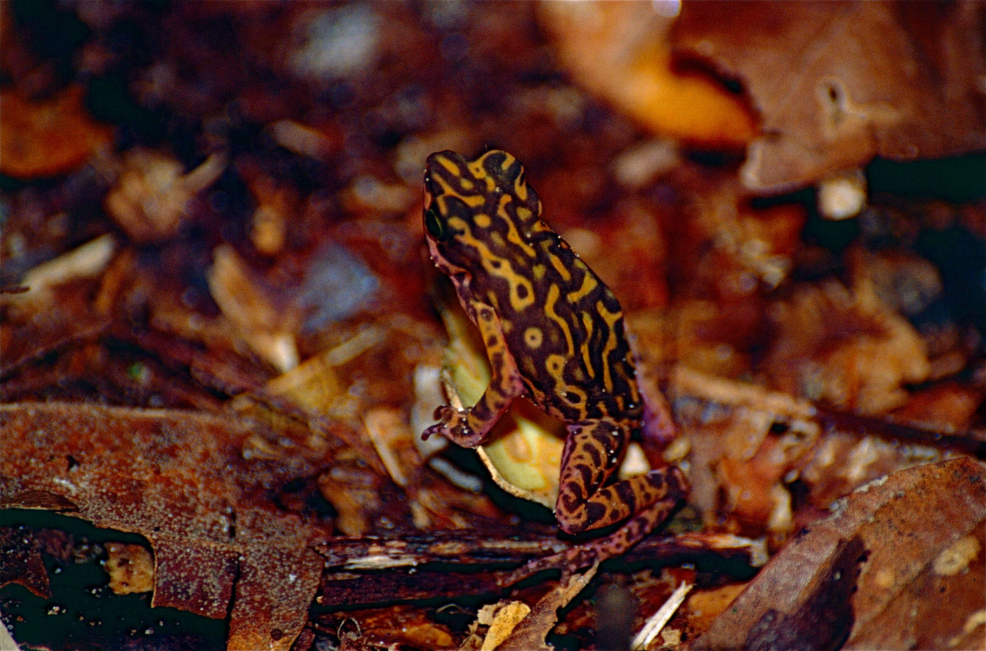 Image of harlequin frogs