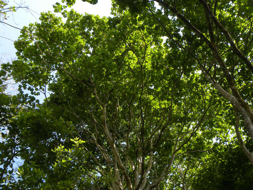 Image of Panama tree