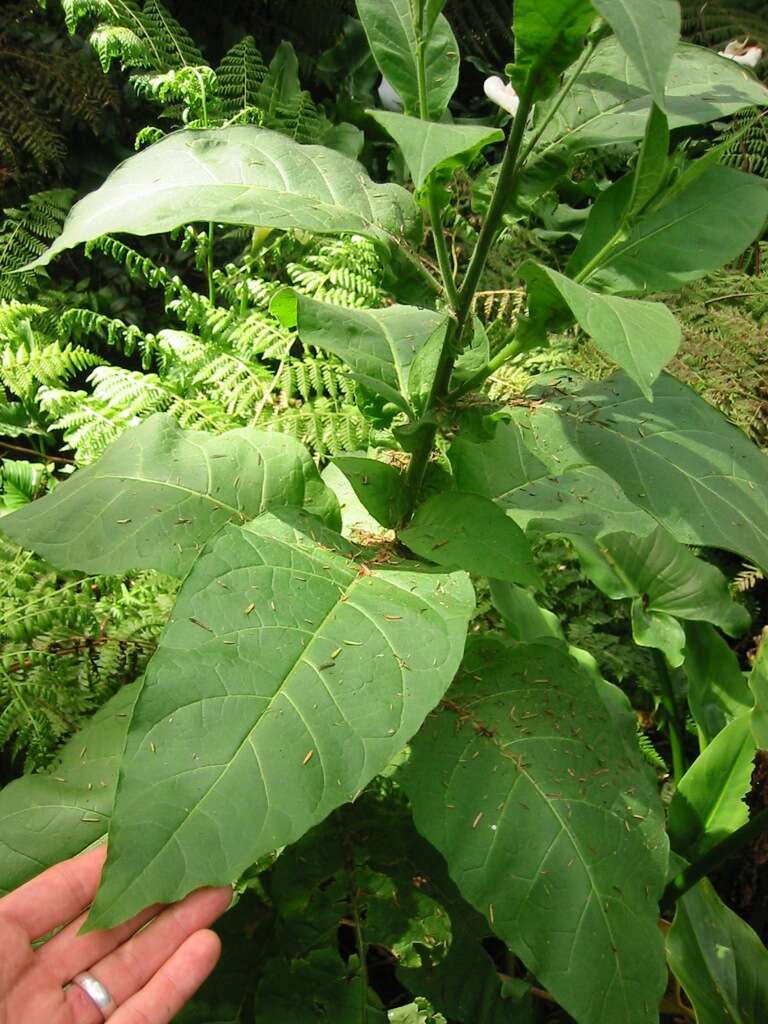 Image of tobacco