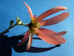 Image of Tetrapterys phlomoides (Sprengel) Nied.