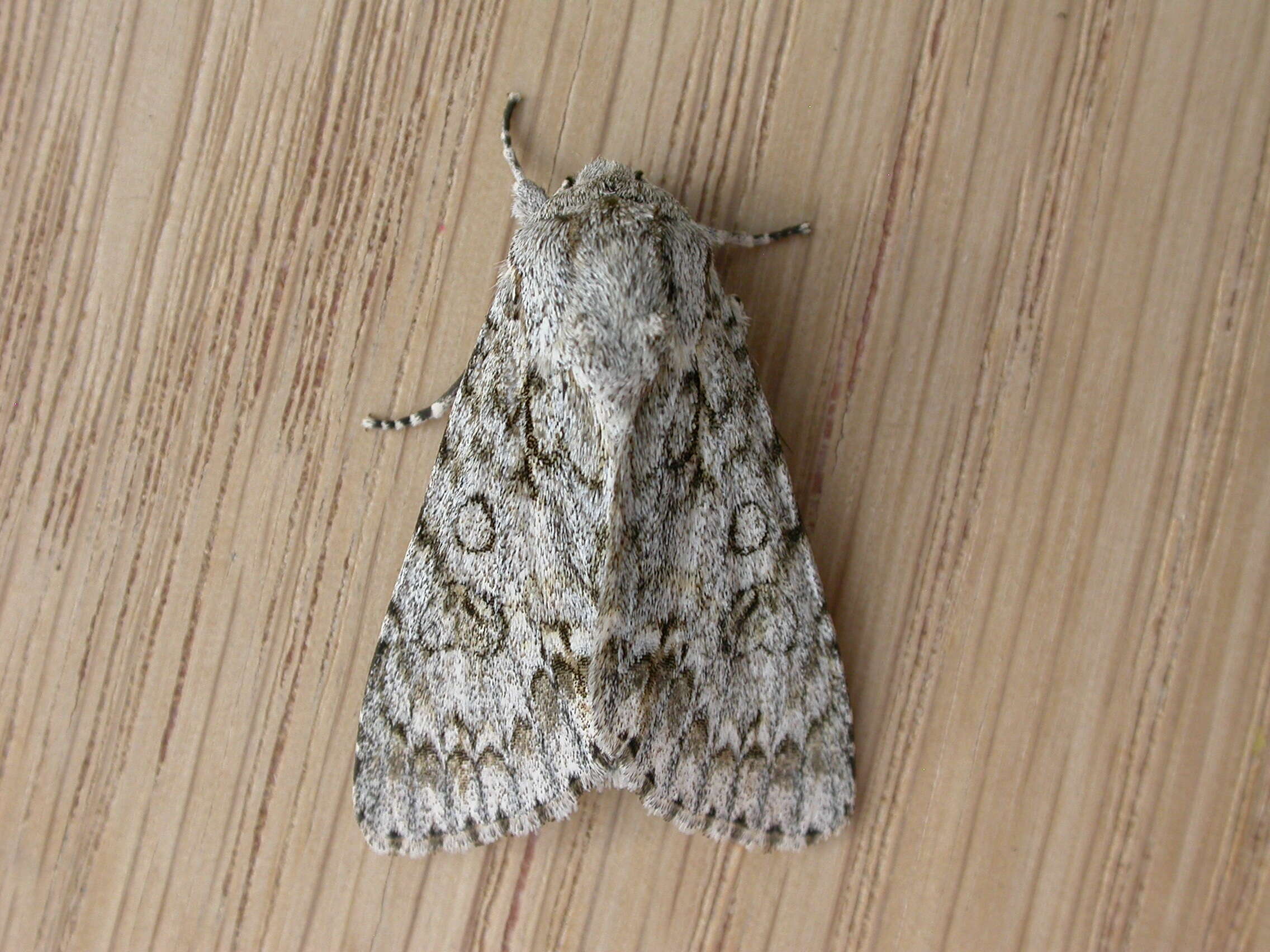 Image of Dagger Moths