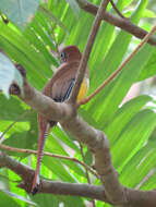 Image of Trogon Brisson 1760