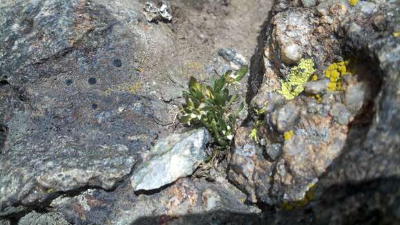 Image of Weber's draba