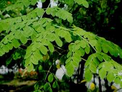 Image of horseradish tree family