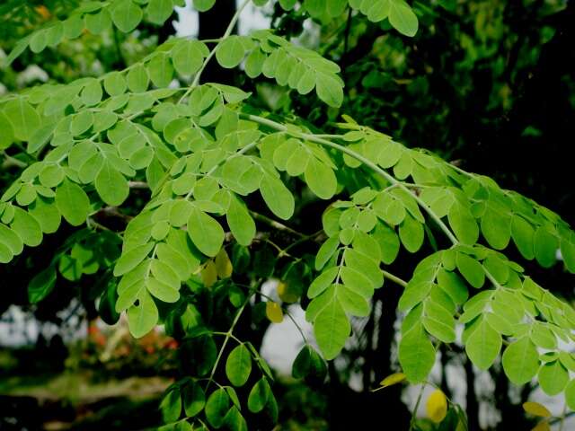 Sivun Moringaceae kuva