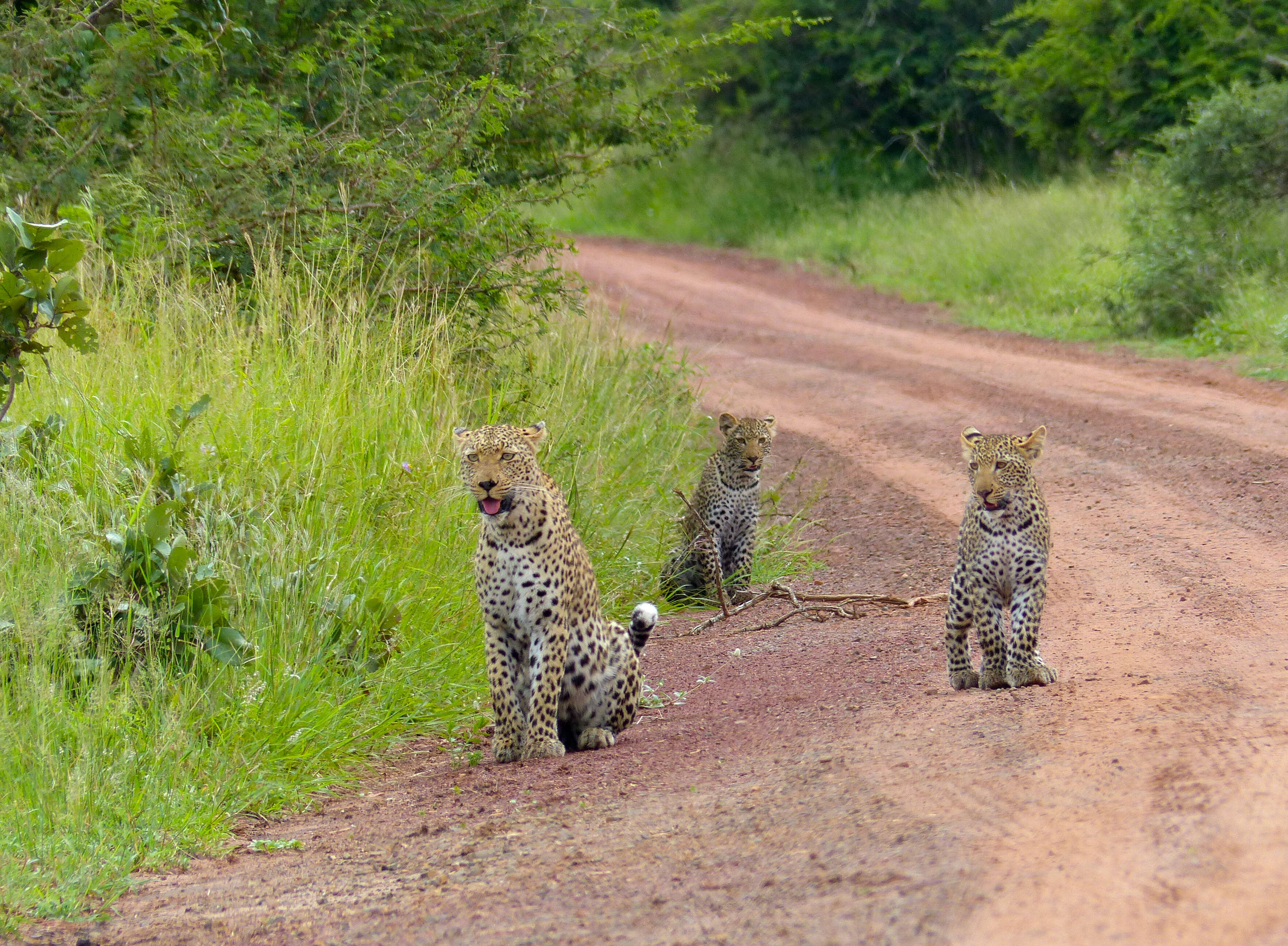 Image of big cats