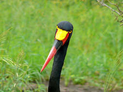 Image of Saddle-billed Stork