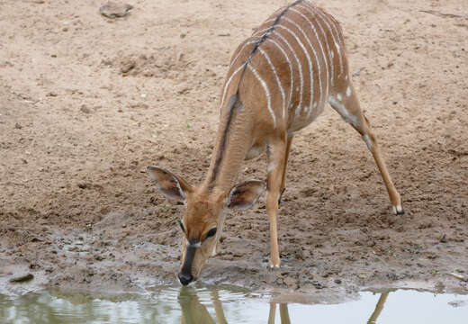 Image of Nyala