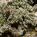 Image of Leprocaulon miocroscopicum