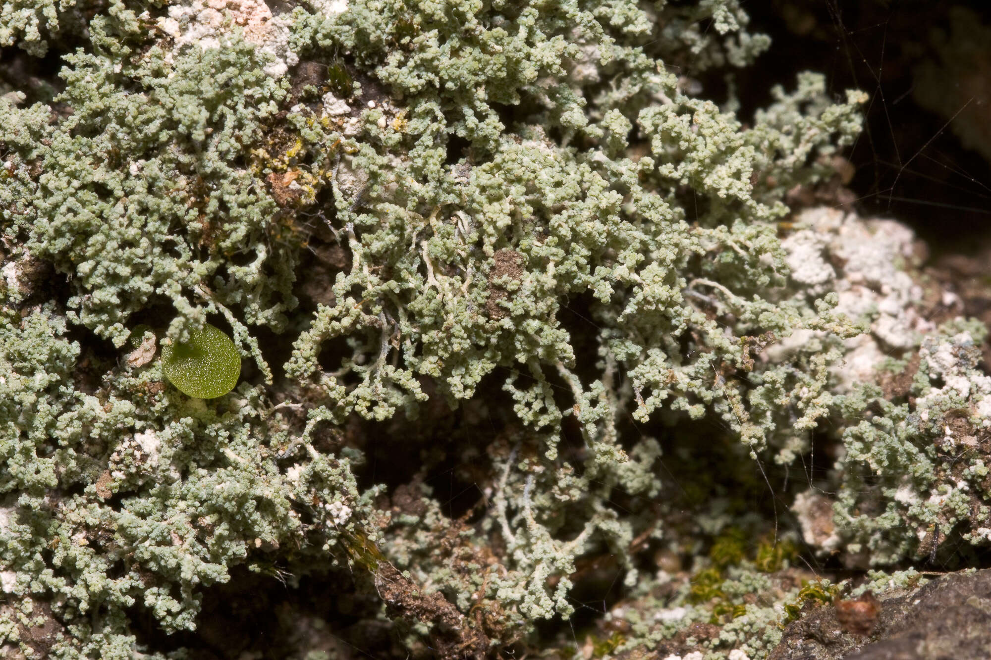 Image of Cottonthread lichens