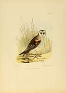 Image of barn owls, masked owls, and bay owls