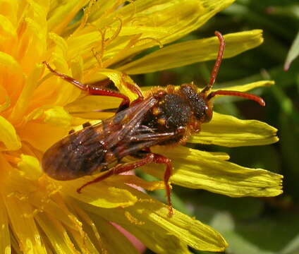 Image of Nomada lathburiana (Kirby 1802)