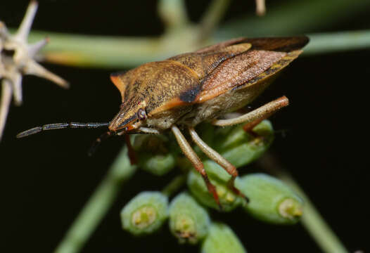 Image of Carpocoris