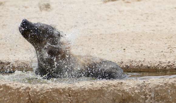 Image of Spotted Hyaenas