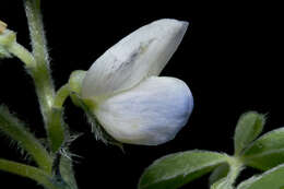 Image of white lupine