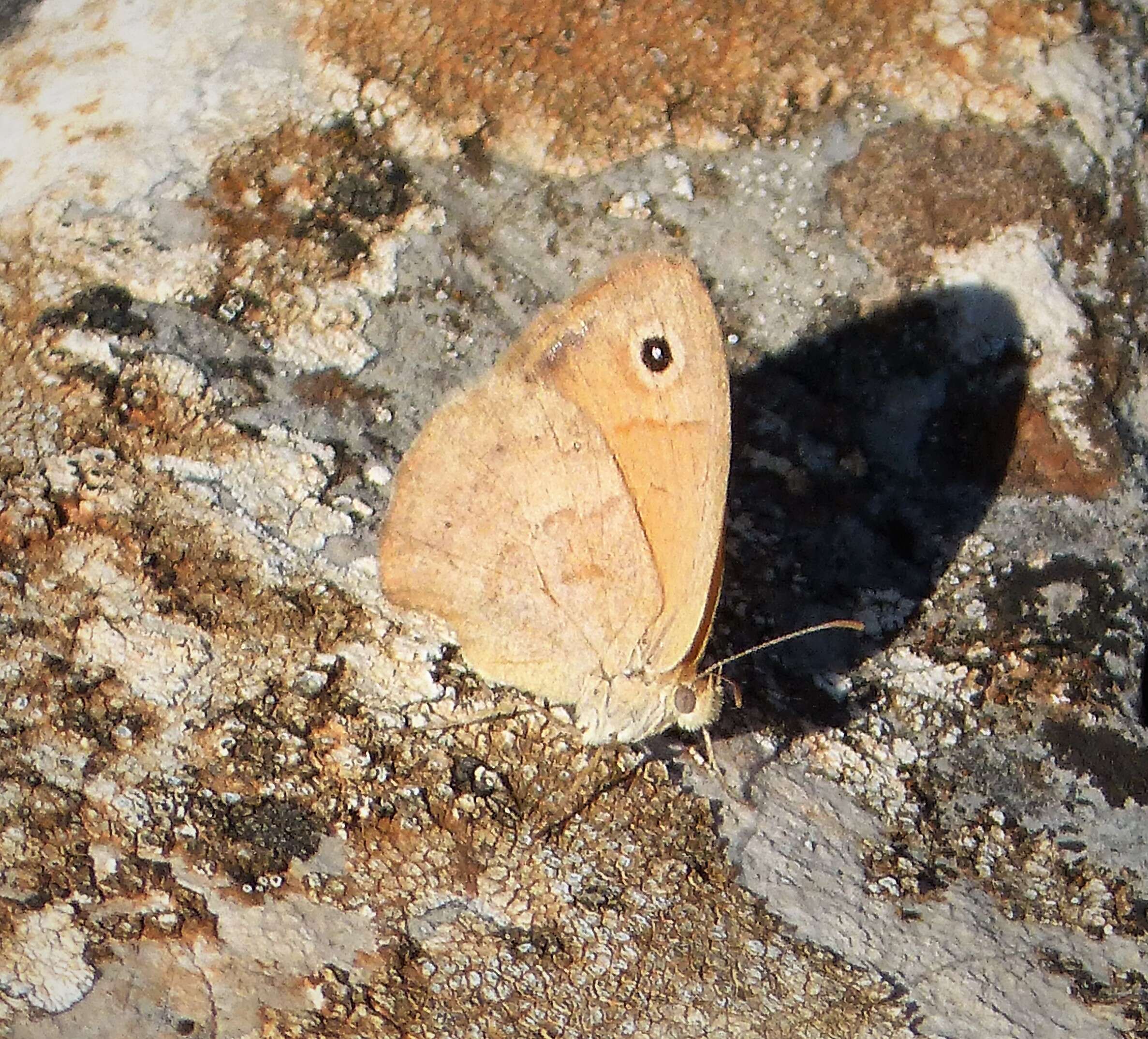 Coenonympha pamphilus lyllus的圖片