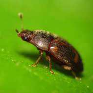 Image of Strawberry Sap Beetle