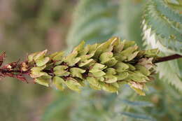 Image de Melianthus major L.