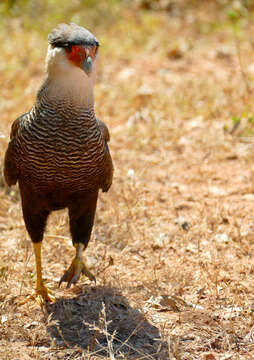 Image of Crested Caracara