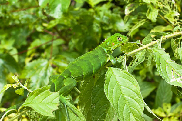 Image of Green Iguana