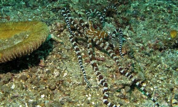 Image of Wunderpus Hochberg, Norman & Finn 2006