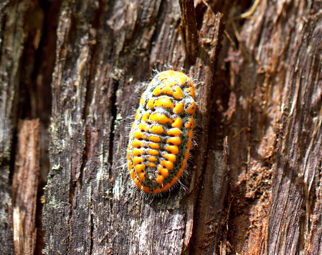 Image of Mealybug