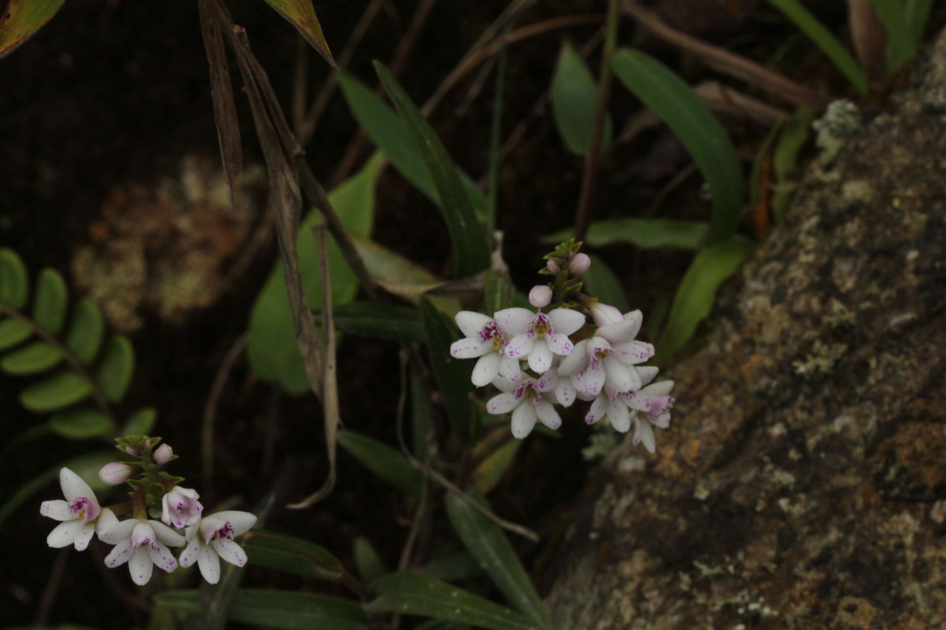 Imagem de Epidendrum fimbriatum Kunth