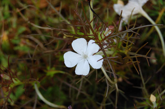 Image of Rhamphicarpa