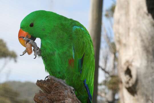 Image of Eclectus Wagler 1832