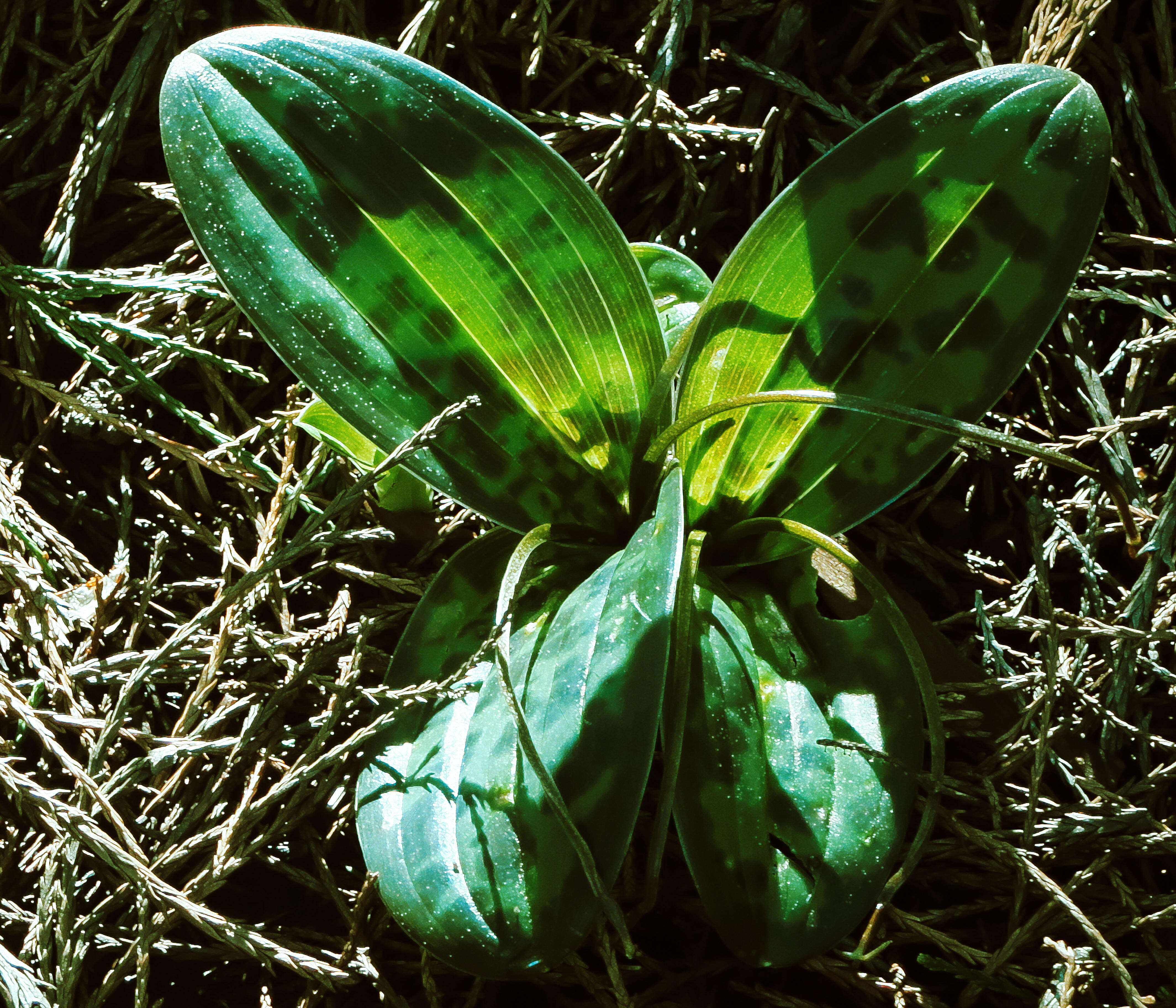 Image of California fetid adderstongue