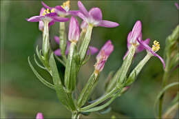 Image of slender centaury