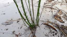 Image of milkwort