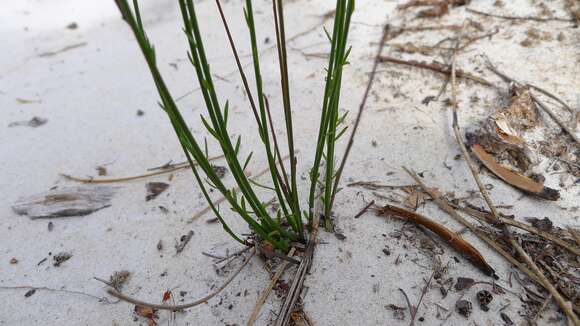 Image of milkwort