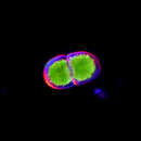 Image de Cosmarium cucumis