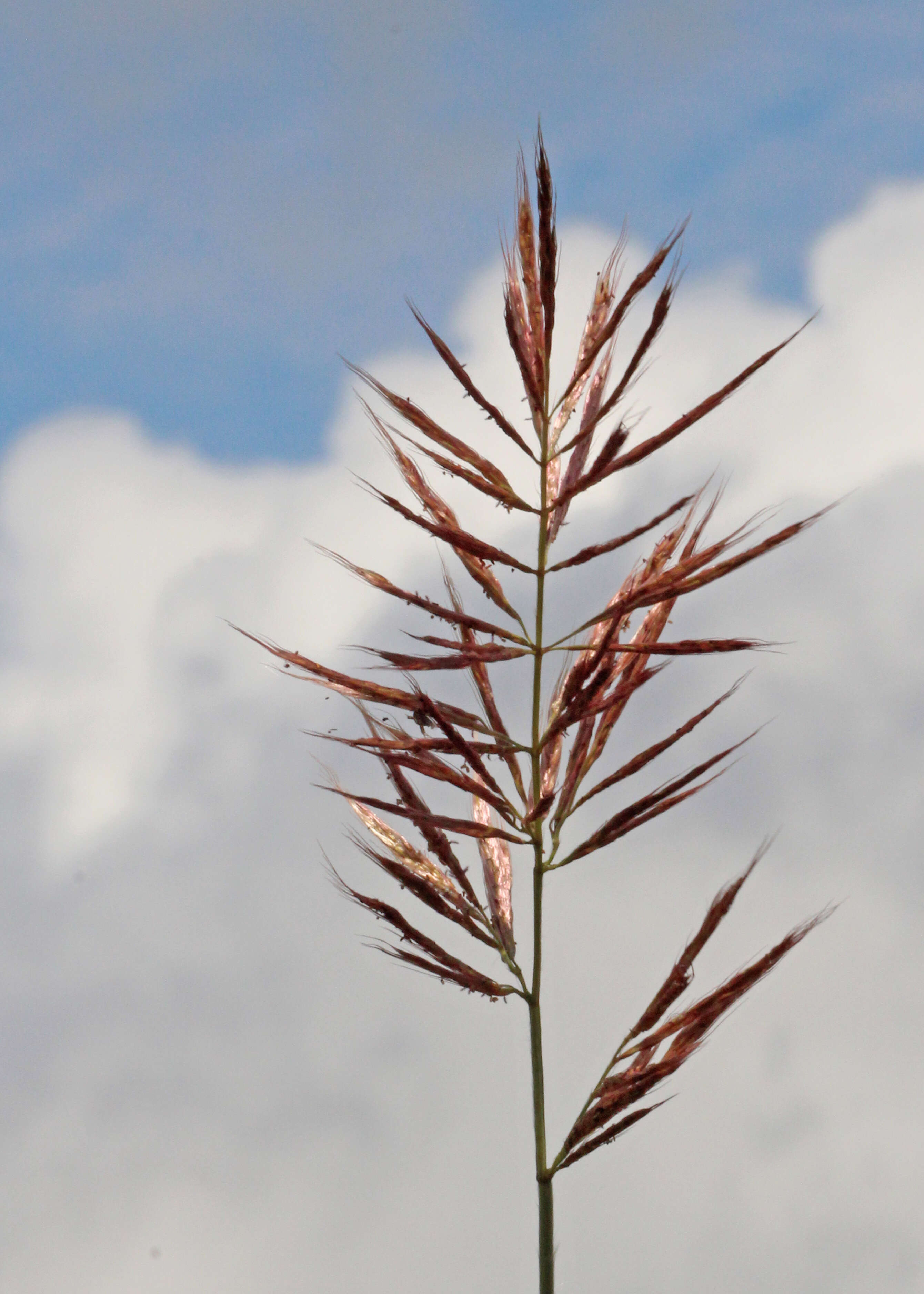 Saccharum giganteum (Walter) Pers. resmi