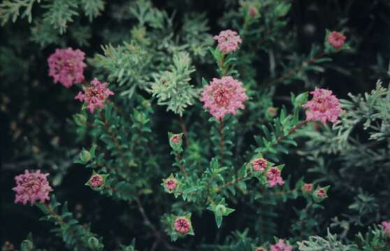 Image of Pimelea ferruginea Labill.