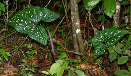 Image of Caladium bicolor